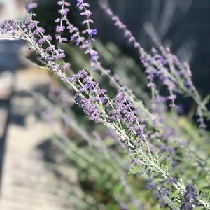 Meet your Posher, Diana